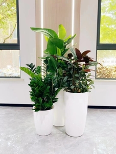 专业奉化绿植租摆，为您的环境添绿彩